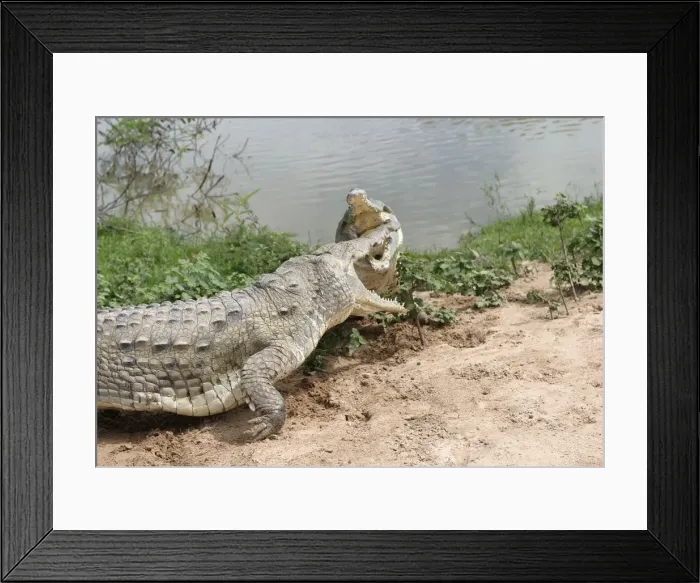 Framed Print : Orinoco crocodile - two fighting Hato El Frio, Venezuela