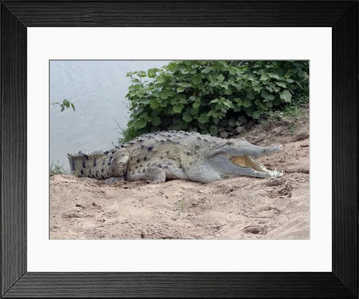 Framed Print : Orinoco crocodile - on riverbank Hato El Frio, Venezuela Framed Print : Orinoco crocodile - on riverbank Hato El Frio, Venezuela