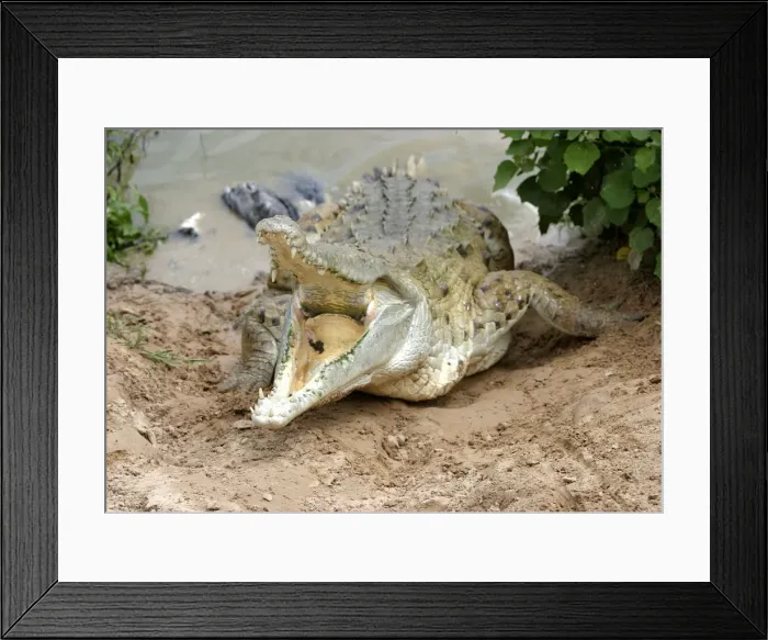 Framed Print : Orinoco crocodile - mother jumps out of the water to protect nest in bank Hato El Frio. Venezuela Framed Print : Orinoco crocodile - mother jumps out of the water to protect nest in bank Hato El Frio. Venezuela
