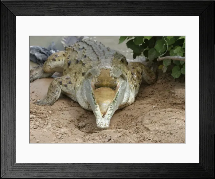 Framed Print : Orinoco crocodile - mother jumps out of the water to protect nest in bank Hato El Frio. Venezuela Framed Print : Orinoco crocodile - mother jumps out of the water to protect nest in bank Hato El Frio. Venezuela