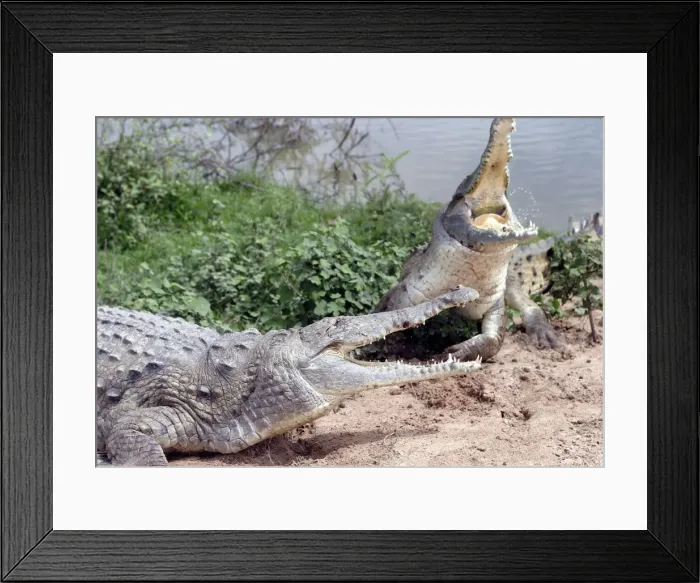 Framed Print : Orinoco crocodile - two fighting Hato El Frio. Venezuela Framed Print : Orinoco crocodile - two fighting Hato El Frio. Venezuela