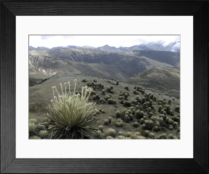 Framed Print : Espeletia timotensis - Frailejone Pico de Aguila, National Parc of Sierra de la Culata, Andes, Venezuela Framed Print : Espeletia timotensis - Frailejone Pico de Aguila, National Parc of Sierra de la Culata, Andes, Venezuela