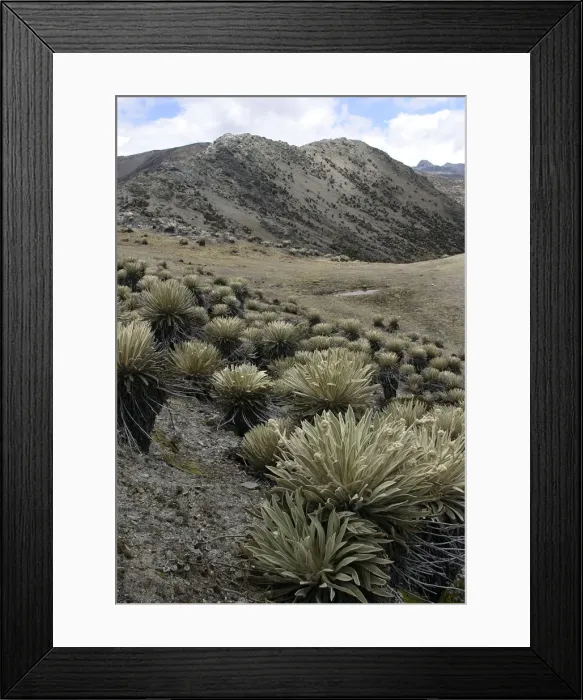 Framed Print : Espeletia timotensis - Frailejone Pico de Aguila, National Parc of Sierra de la Culata, Andes, Venezuela Framed Print : Espeletia timotensis - Frailejone Pico de Aguila, National Parc of Sierra de la Culata, Andes, Venezuela