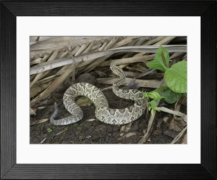 Framed Print : Tropical Rattelsnake Llanos, Hato El Frio, Venezuela sub-species C. d. durissus or C. d. cumanensis Framed Print : Tropical Rattelsnake Llanos, Hato El Frio, Venezuela sub-species C. d. durissus or C. d. cumanensis