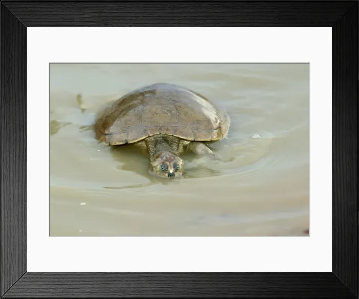 Framed Print : Sideneck Turtle - in water Llanos, Venezuela Framed Print : Sideneck Turtle - in water Llanos, Venezuela
