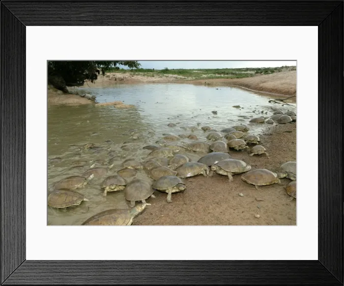 Framed Print : Sideneck Turtle - mass by water Llanos, Venezuela Framed Print : Sideneck Turtle - mass by water Llanos, Venezuela