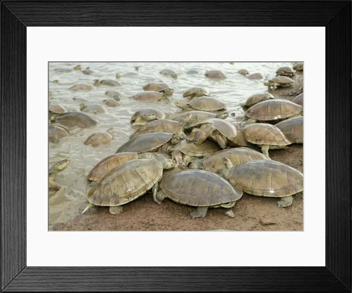 Framed Print : Sideneck Turtle - mass by water feeding Llanos, Venezuela