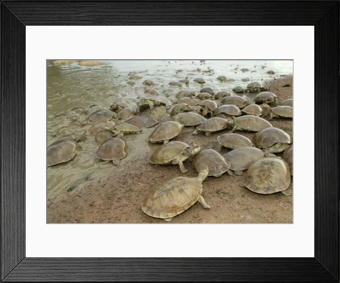 Framed Print : Sideneck Turtle - mass by water Llanos, Venezuela Framed Print : Sideneck Turtle - mass by water Llanos, Venezuela