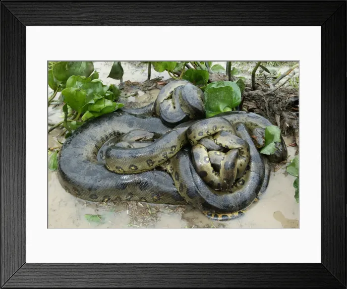 Framed Print : Green Anaconda - mating, with 3 males Llanos, Venezuela Framed Print : Green Anaconda - mating, with 3 males Llanos, Venezuela