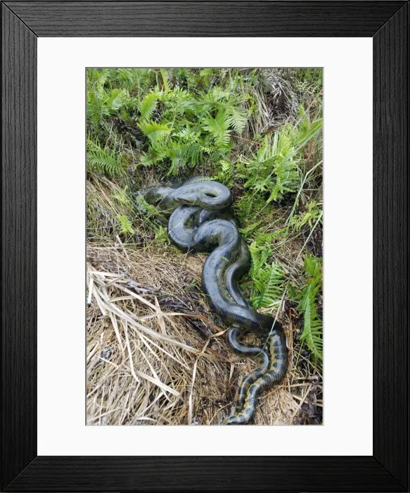 Framed Print : Green Anaconda - mating, with 3 males, not all visible Llanos, Venezuela