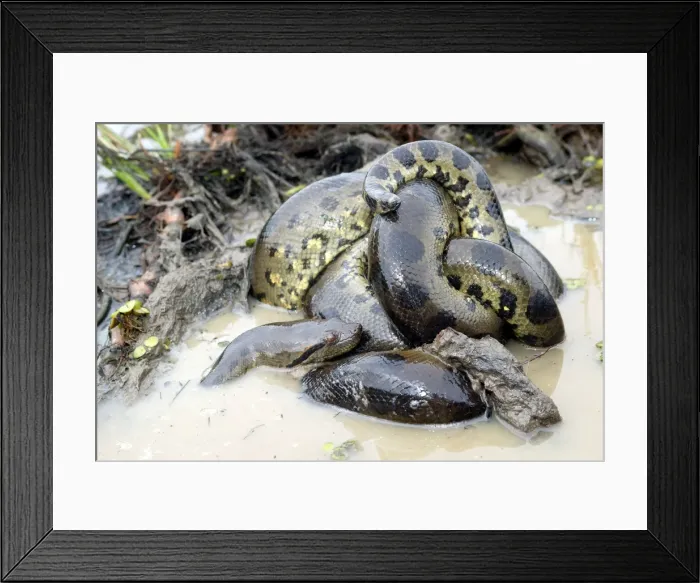 Framed Print : Green Anaconda - mating, with 3 males, not all visible Llanos, Venezuela Framed Print : Green Anaconda - mating, with 3 males, not all visible Llanos, Venezuela