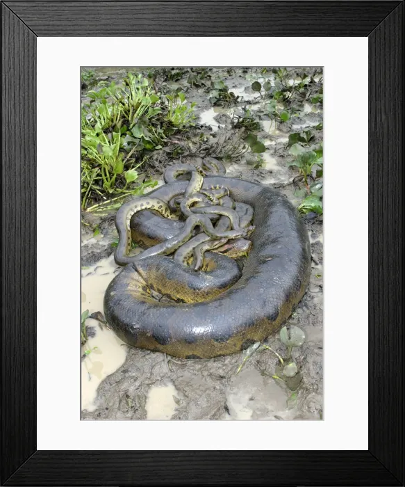 Framed Print : Green Anaconda - mating, with 3 males Llanos, Venezuela Framed Print : Green Anaconda - mating, with 3 males Llanos, Venezuela