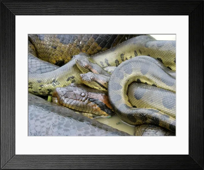 Framed Print : Green Anaconda - mating, with 3 males, not all visible Llanos, Venezuela Framed Print : Green Anaconda - mating, with 3 males, not all visible Llanos, Venezuela