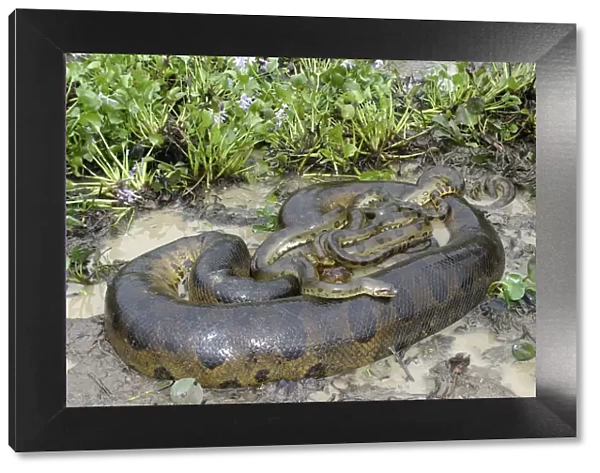 Green Anaconda - mating, with 3 males, not all visible Males up to 2 meters, female between 2 & 8 meters Llanos, Venezuela