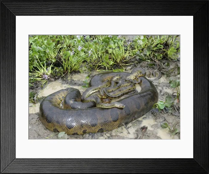 Framed Print : Green Anaconda - mating, with 3 males, not all visible Males up to 2 meters, female between 2 & 8 meters Llanos, Venezuela Framed Print : Green Anaconda - mating, with 3 males, not all visible Males up to 2 meters, female between 2 & 8 meters Llanos, Venezuela