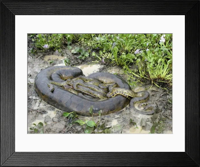 Framed Print : Green Anaconda - mating, with 3 males, not all visible Llanos, Venezuela Framed Print : Green Anaconda - mating, with 3 males, not all visible Llanos, Venezuela