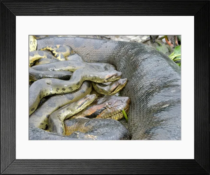 Framed Print : Green Anaconda - mating, with 3 males Llanos, Venezuela Framed Print : Green Anaconda - mating, with 3 males Llanos, Venezuela