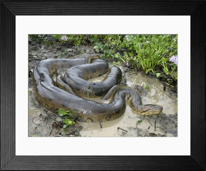 Framed Print : Green Anaconda - mating, with 3 males Llanos, Venezuela Framed Print : Green Anaconda - mating, with 3 males Llanos, Venezuela
