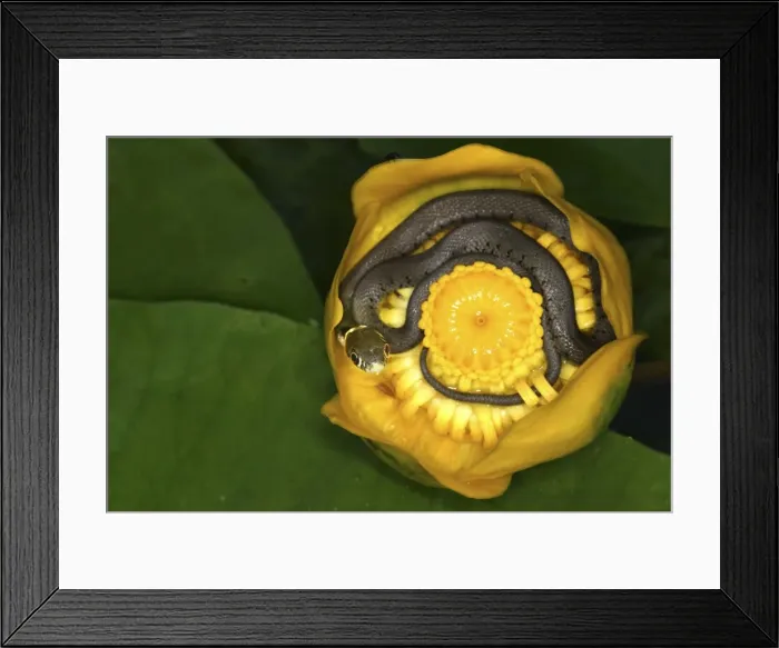 Framed Print : Grass Snake - inside Waterlily flower Framed Print : Grass Snake - inside Waterlily flower