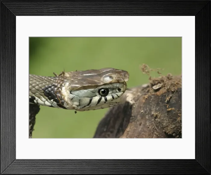 Framed Print : Grass Snake - close-up of head, shedding skin Framed Print : Grass Snake - close-up of head, shedding skin