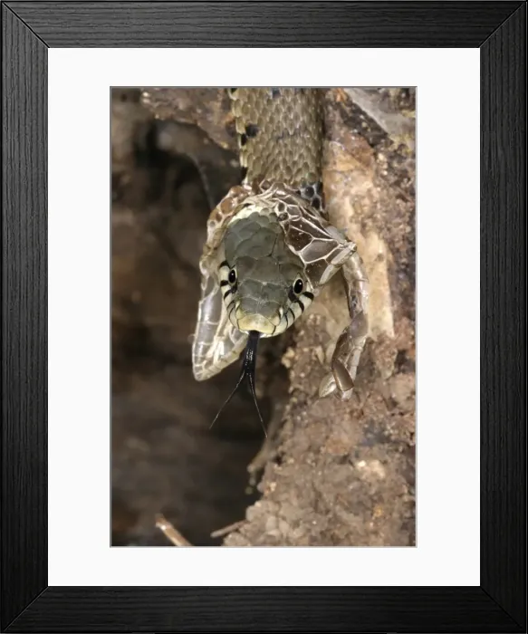 Framed Print : Grass Snake - close-up of head, shedding skin Framed Print : Grass Snake - close-up of head, shedding skin
