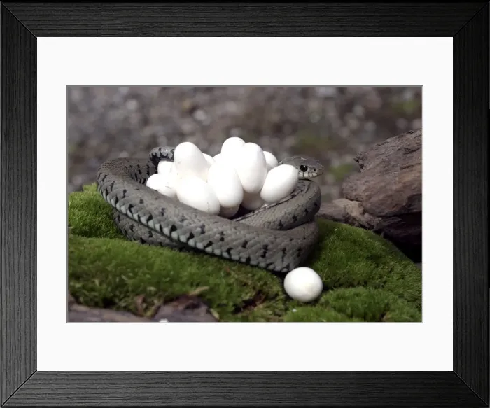 Framed Print : Grass Snake - wrapped around mass of eggs Framed Print : Grass Snake - wrapped around mass of eggs