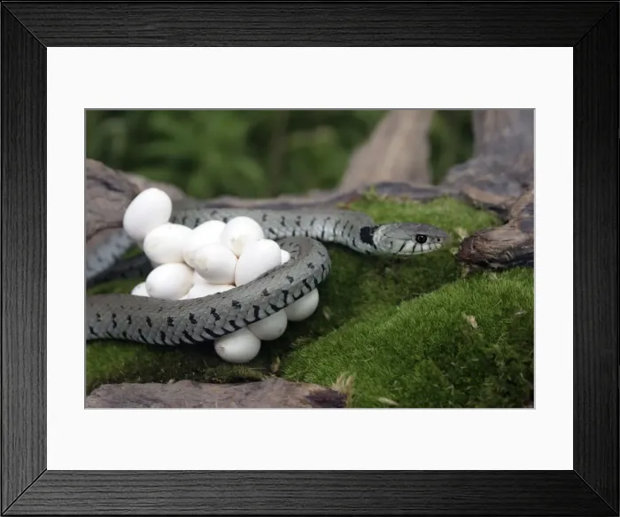 Framed Print : Grass Snake - wrapped around mass of eggs Framed Print : Grass Snake - wrapped around mass of eggs