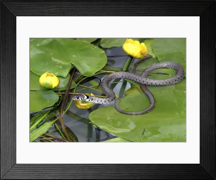 Framed Print : Grass Snake - on waterlily leaves, entering water Framed Print : Grass Snake - on waterlily leaves, entering water