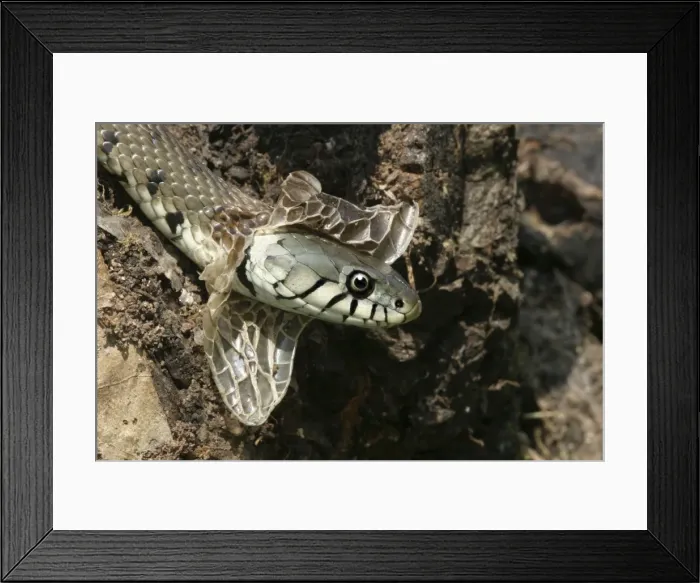 Framed Print : Grass Snake - close-up of head, shedding skin Framed Print : Grass Snake - close-up of head, shedding skin
