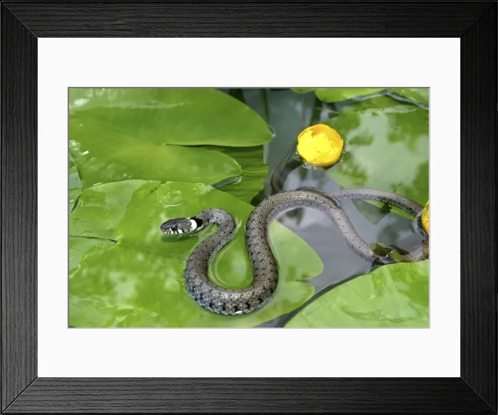 Framed Print : Grass Snake - on waterlily leaves, in water Framed Print : Grass Snake - on waterlily leaves, in water