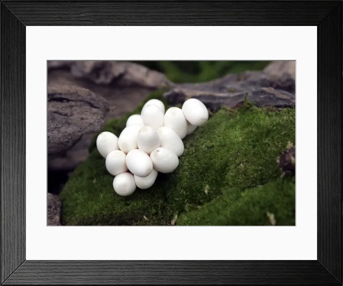Framed Print : Grass Snake - mass on eggs Framed Print : Grass Snake - mass on eggs
