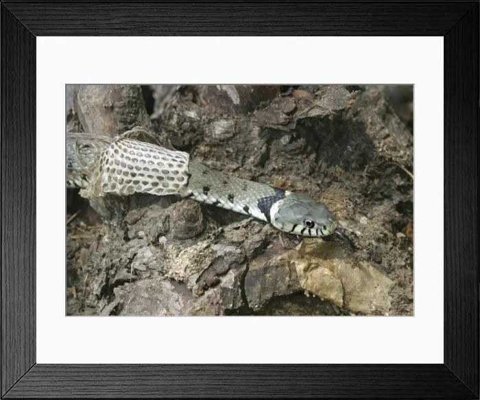 Framed Print : Grass Snake - close-up, shedding skin Framed Print : Grass Snake - close-up, shedding skin