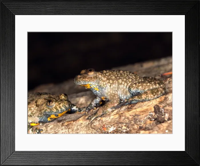 Framed Print : Yellow-bellied Toad Europe