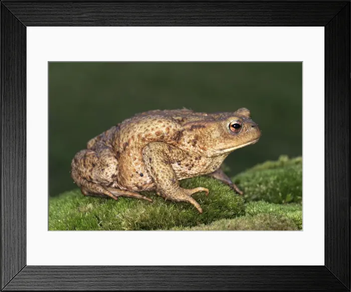 Framed Print : Common Toad France Framed Print : Common Toad France