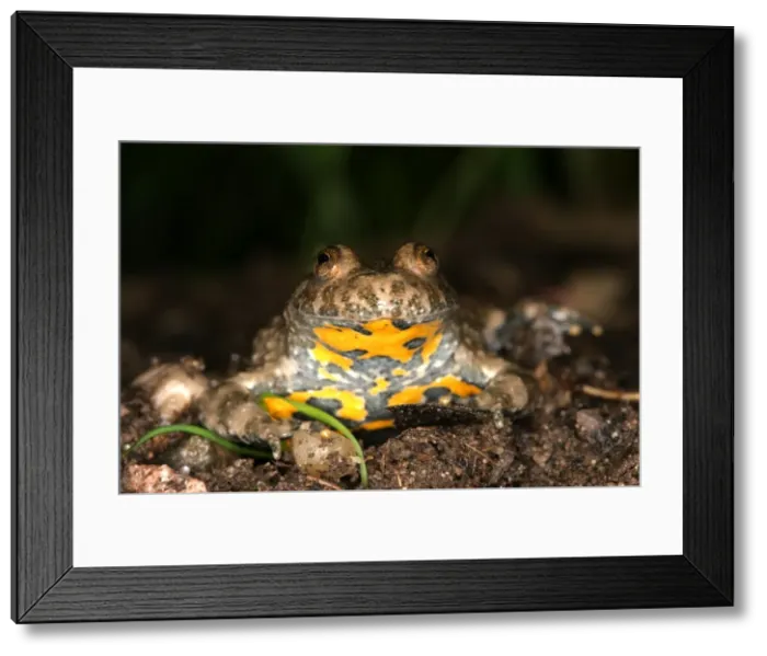 Framed Print : Yellow-bellied Toad