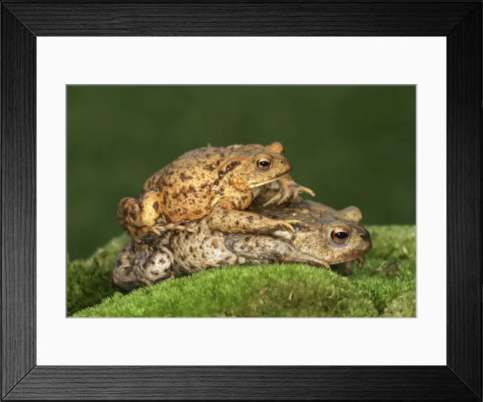 Framed Print : Common Toad France Framed Print : Common Toad France