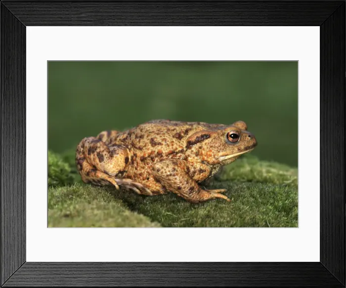 Framed Print : Common Toad France Framed Print : Common Toad France
