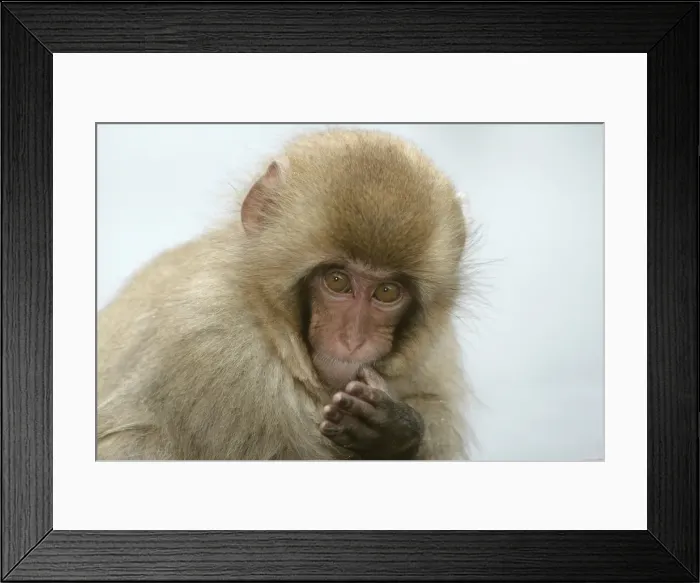 Framed Print : Japanese Macaque Monkey. Hokkaido, Japan Framed Print : Japanese Macaque Monkey. Hokkaido, Japan