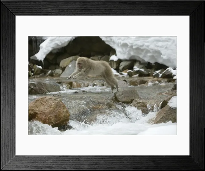 Framed Print : Japanese Macaque Monkey - leaping across river. Hokkaido, Japan Framed Print : Japanese Macaque Monkey - leaping across river. Hokkaido, Japan