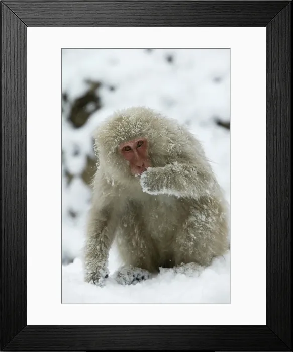 Framed Print : Japanese Macaque Monkey - sitting in snow. Hokkaido, Japan