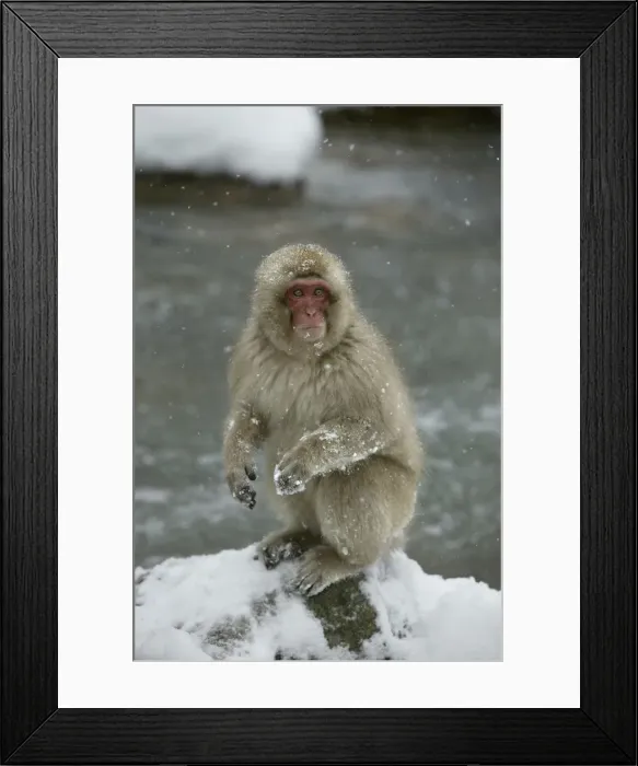 Framed Print : Japanese Macaque Monkey - sitting in snow. Hokkaido, Japan Framed Print : Japanese Macaque Monkey - sitting in snow. Hokkaido, Japan