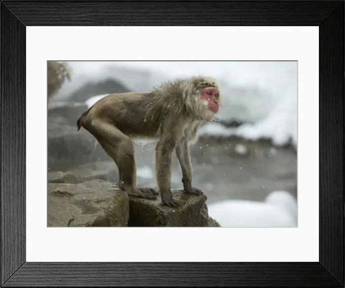Framed Print : Japanese Macaque Monkey - wet, having got out of hot springs. Hokkaido, Japan Framed Print : Japanese Macaque Monkey - wet, having got out of hot springs. Hokkaido, Japan