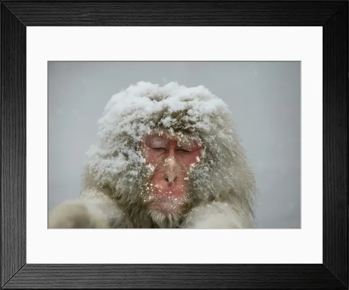 Framed Print : Japanese Macaque Monkey - close-up of head, in snow. Hokkaido, Japan