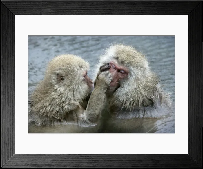 Framed Print : Japanese Macaque Monkey - two in water, grooming each other. Hokkaido, Japan Framed Print : Japanese Macaque Monkey - two in water, grooming each other. Hokkaido, Japan