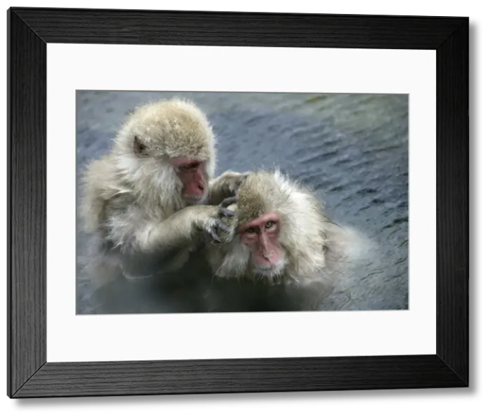 Framed Print : Japanese Macaque Monkey - two in water, grooming each other. Hokkaido, Japan