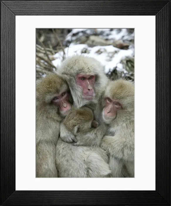 Framed Print : Japanese Macaque Monkey - four huddled together. Hokkaido, Japan