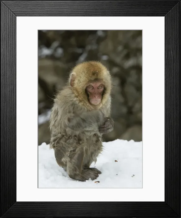 Framed Print : Japanese Macaque Monkey - young, wet. Hokkaido, Japan Framed Print : Japanese Macaque Monkey - young, wet. Hokkaido, Japan