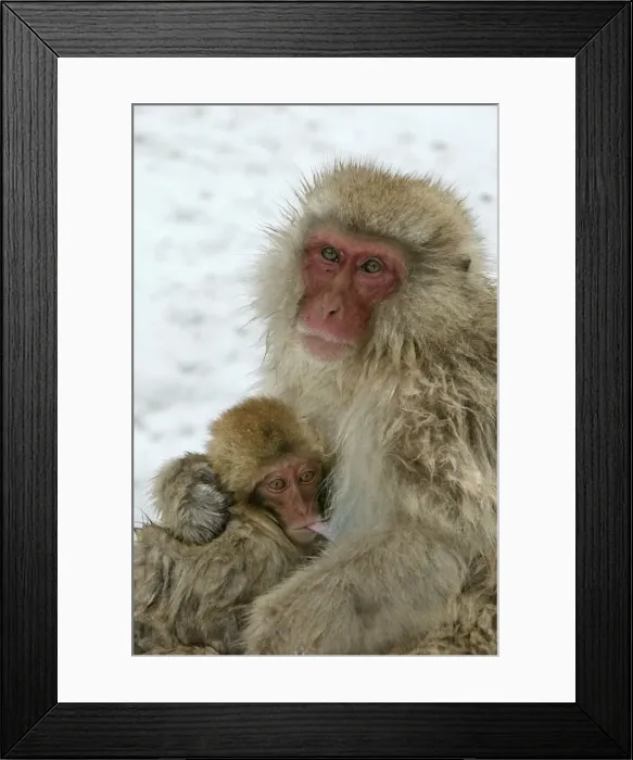 Framed Print : Japanese Macaque Monkey - mother with baby suckling. Hokkaido, Japan Framed Print : Japanese Macaque Monkey - mother with baby suckling. Hokkaido, Japan