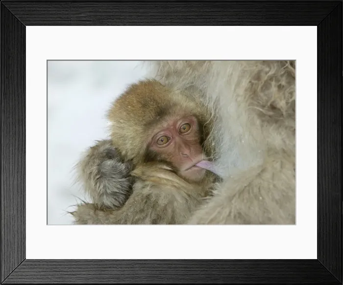 Framed Print : Japanese Macaque Monkey - close-up of baby suckling. Hokkaido, Japan Framed Print : Japanese Macaque Monkey - close-up of baby suckling. Hokkaido, Japan