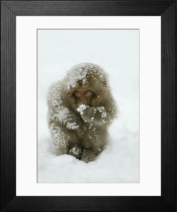 Framed Print : Japanese Macaque Monkey - young, huddled in snow. Hokkaido, Japan Framed Print : Japanese Macaque Monkey - young, huddled in snow. Hokkaido, Japan